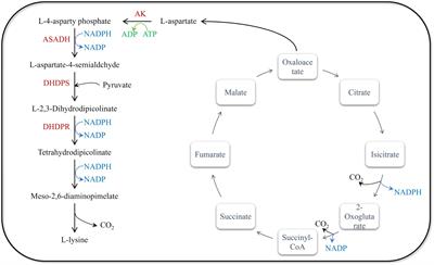 Optimizing Escherichia coli strains and fermentation processes for enhanced L-lysine production: a review